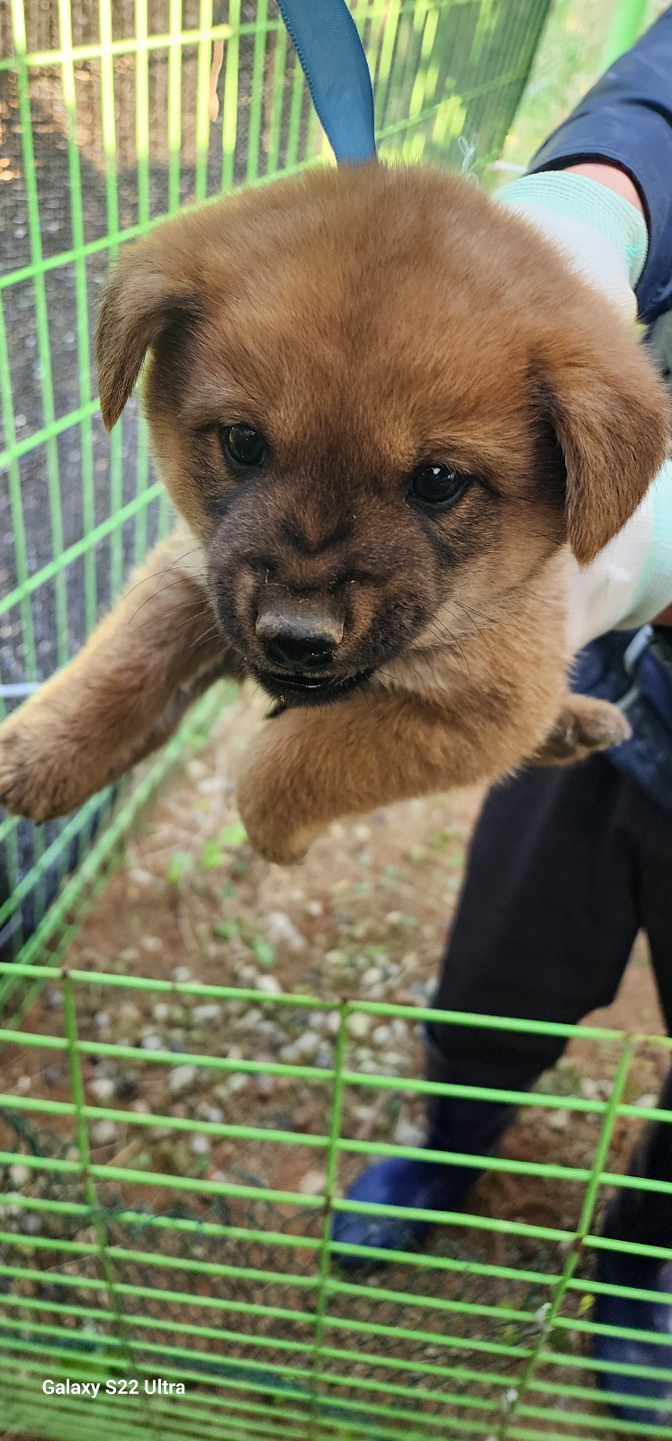 보호중 믹스견의 가…